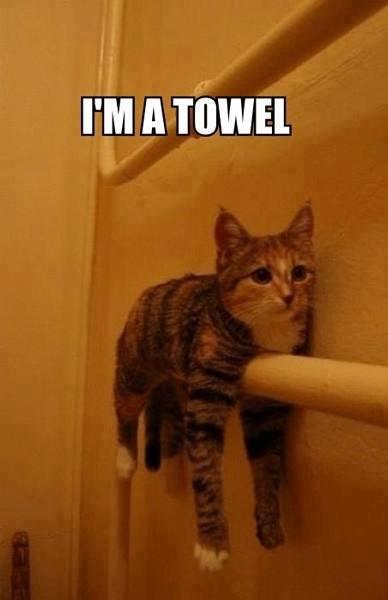 MEMES-cat-is-convinced-hes-a-towel