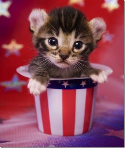 4f7008af92c352093c64f9b0dfe58349