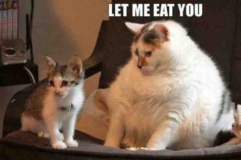 jabba-the-cat-let-me-eat-you
